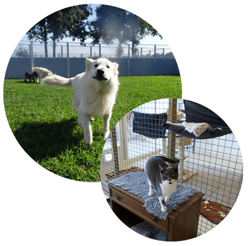 Hond- en katverblijf