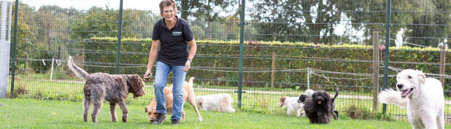 Over Hondenpension Achteraf Over Hondenpension Achteraf